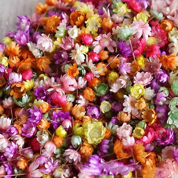 Sıcak Satış Kurutulmuş Çiçekler Dıy Sanat Zanaat Epoksi Reçine Mum Yapımı Mücevher Ev Partisi Dekoratif Kuru Pres Çiçekler Fotoğraf Prop