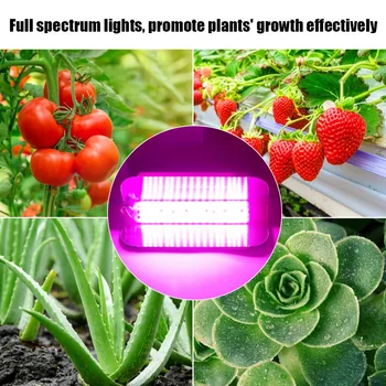 220V 30W 50W 80W kapalı bitkiler COB LED büyüyen ışık tam spektrum bitki büyümek lamba bitki büyüyen ışık