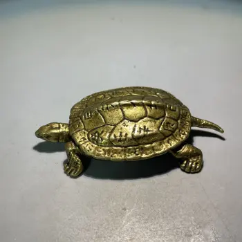 Nefis Taocu On Gün Kurutulmuş Kaplumbağa Dekorasyonu