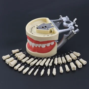 Kilgore Nissin 200 Tipi Diş Hekimliği Typodont Modeli Çıkarılabilir Diş 32 adet